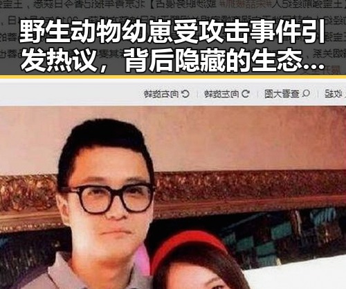 野生动物幼崽受攻击事件引发热议，背后隐藏的生态隐忧