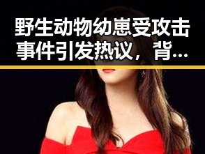 野生动物幼崽受攻击事件引发热议，背后隐藏的生态隐忧
